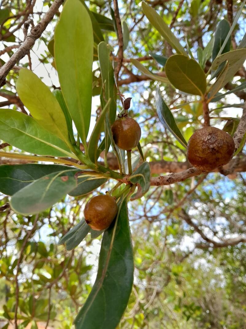 Uapaca bojeri fruit