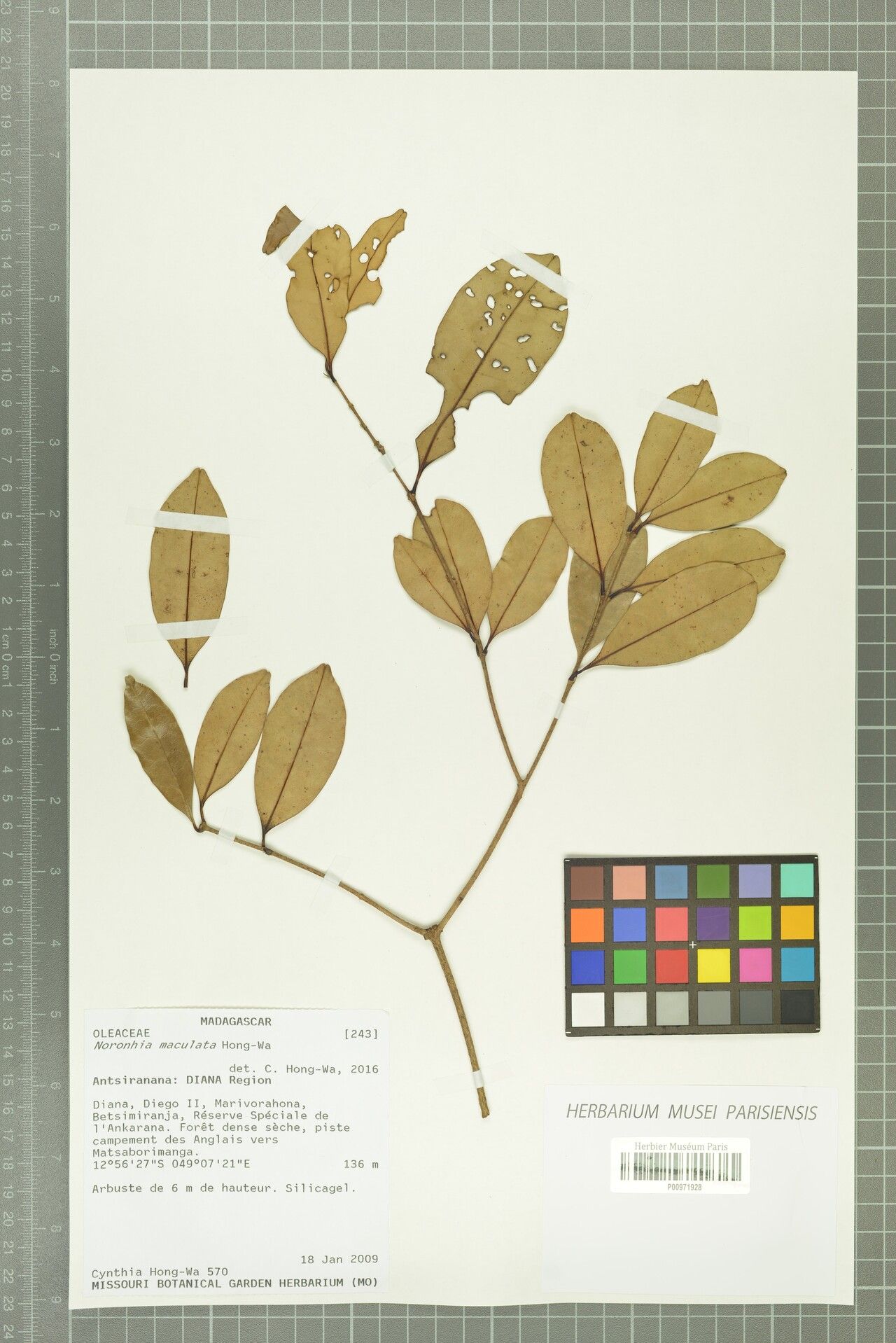 Noronhia maculata — houseplant care guide