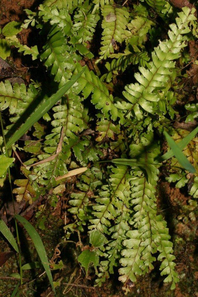 Lindsaea harveyi habit