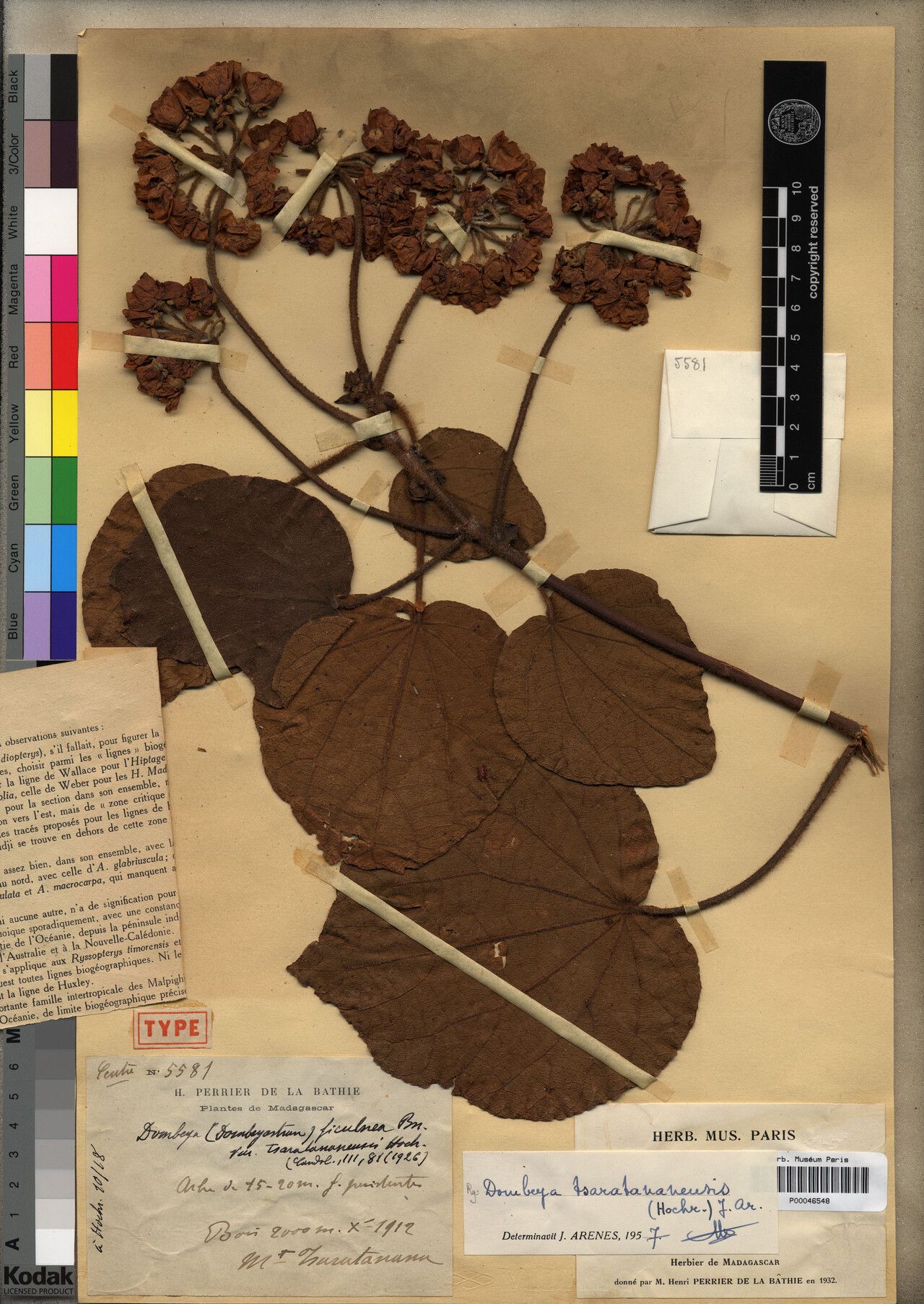 Dombeya tsaratananensis — houseplant care guide