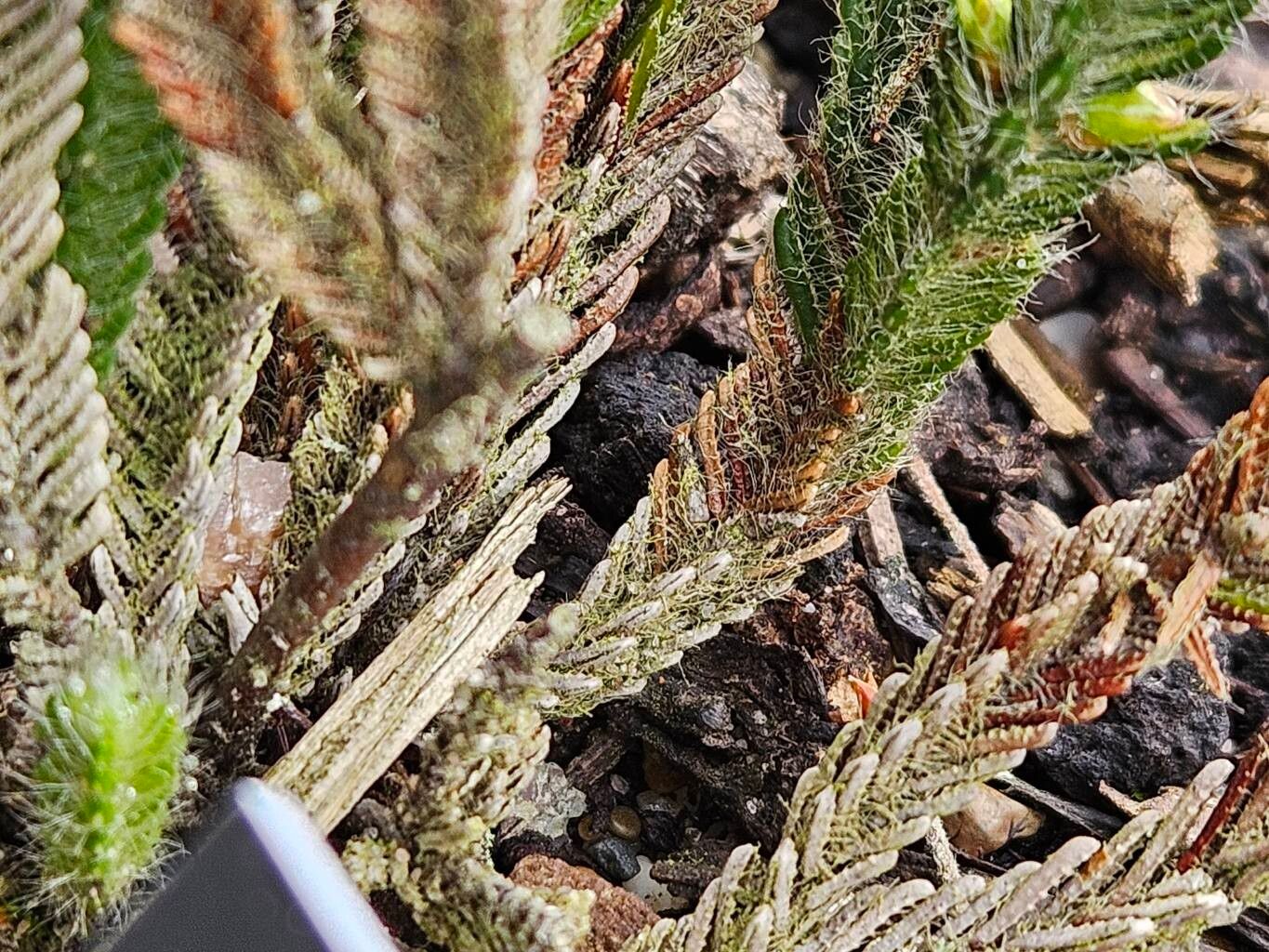 Cassiope wardii leaf