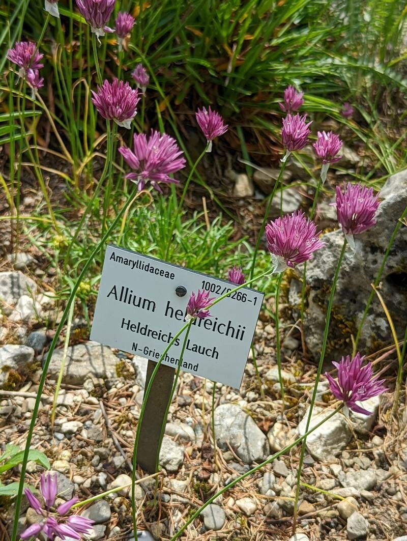 Allium heldreichii flower