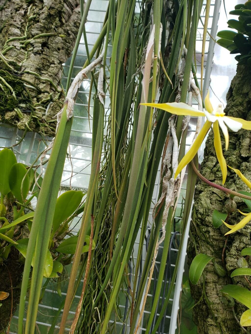 Epidendrum parkinsonianum — search result for 'Epidendrum'