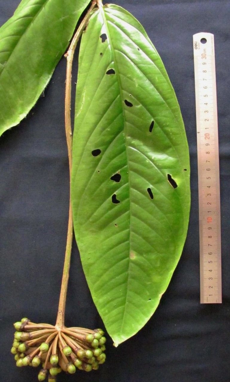 Marcgravia roonii — houseplant care guide