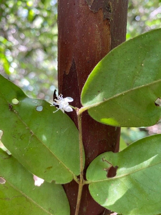 Eugenia inversa flower