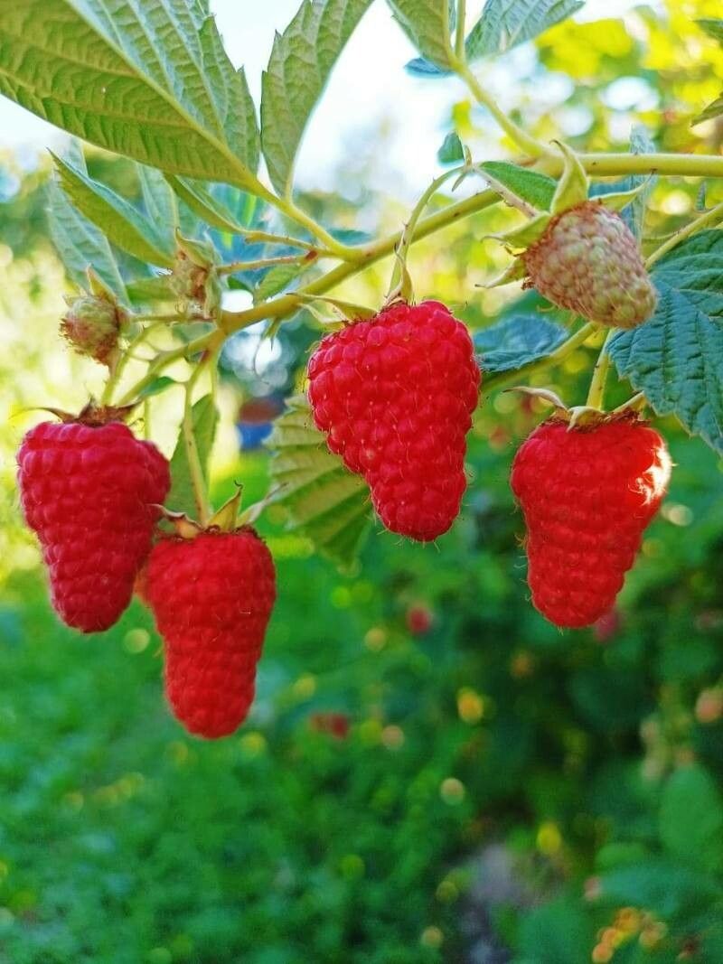 Rubus fraxinifolius fruit