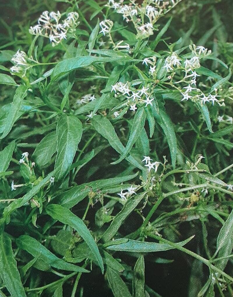 Heliotropium messerschmidioides habit