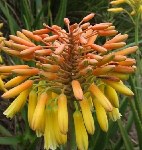 Aloe fievetii flower