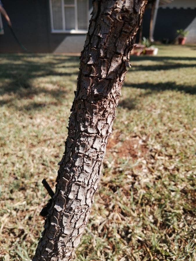 Combretum imberbe bark