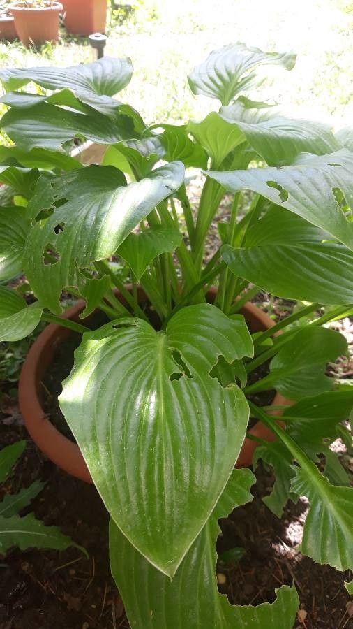 Hosta ventricosa leaf