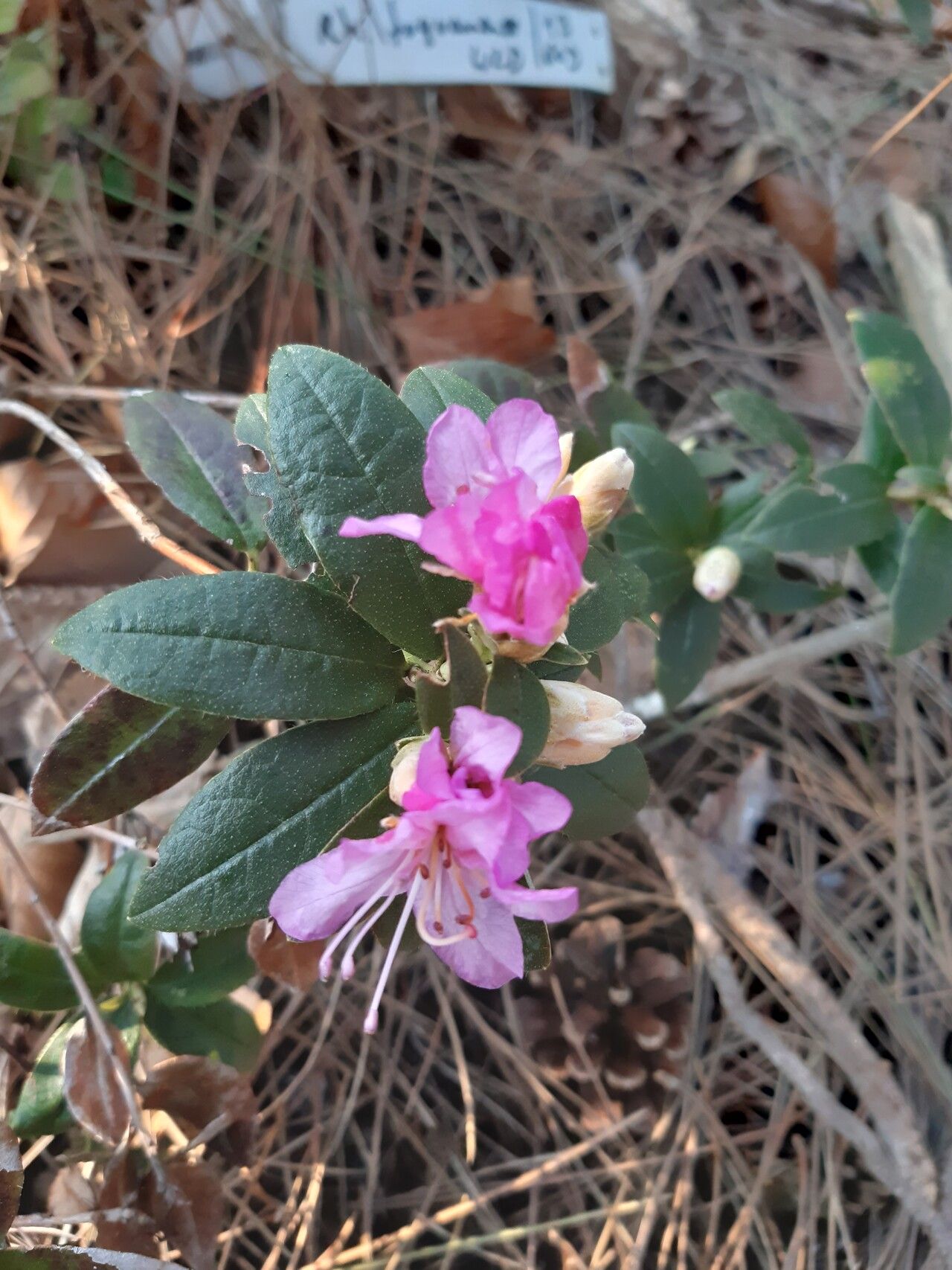 Rhododendron fuyuanense — houseplant care guide