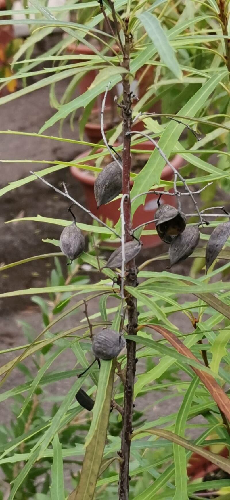 Lomatia myricoides fruit