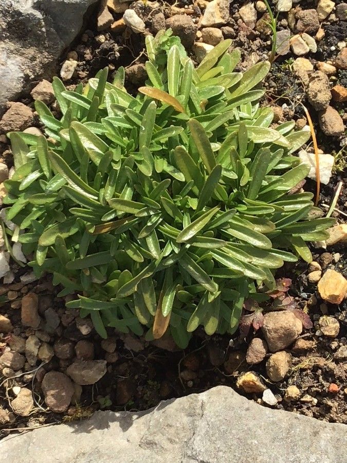 Centaurium chloodes leaf