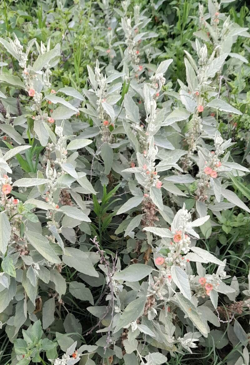 Sphaeralcea bonariensis habit