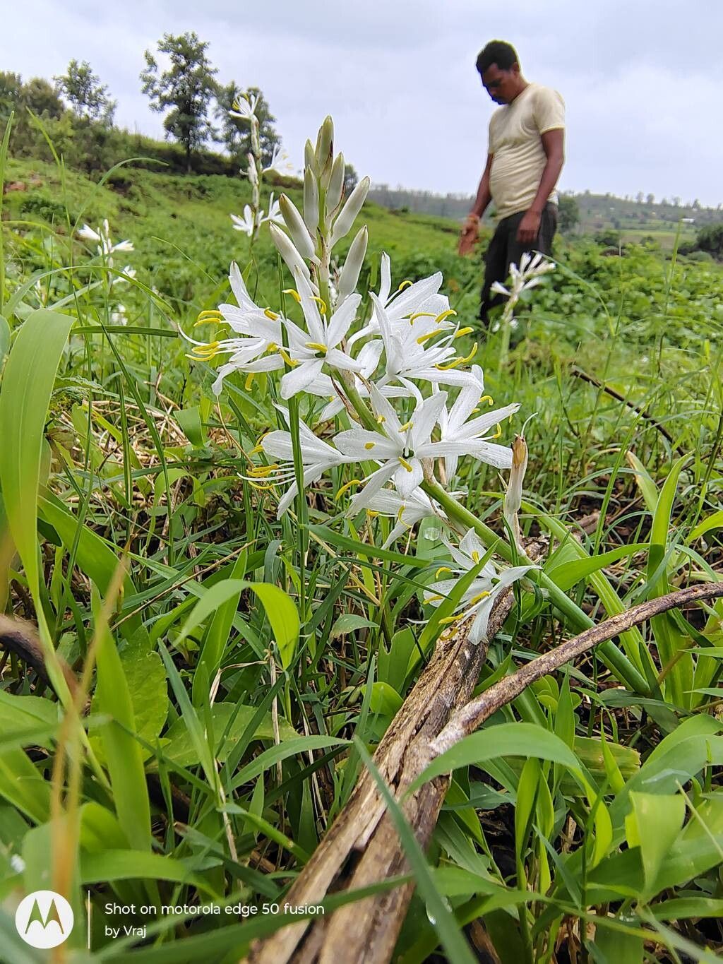 Chlorophytum borivilianum flower