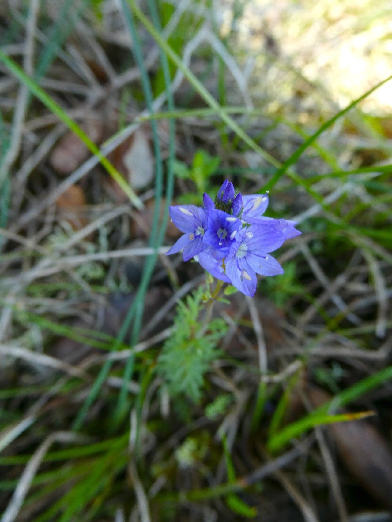 Veronica tenuifolia flower