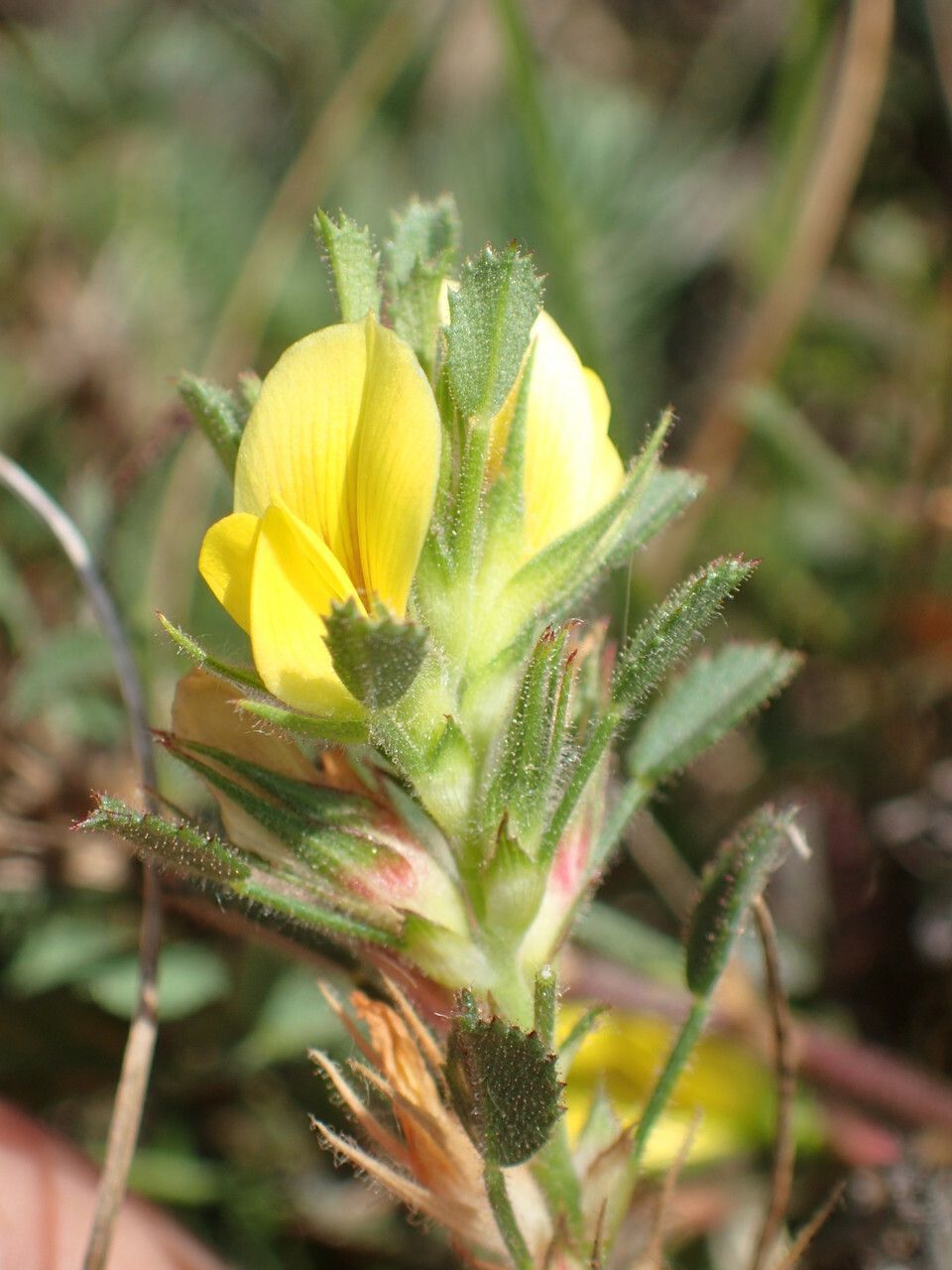 Ononis pusilla flower