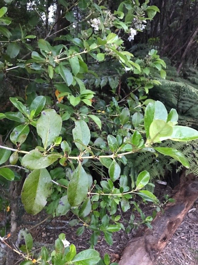 Coprosma robusta — search result for 'Rubiaceae'