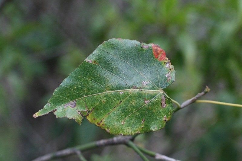 Dombeya populnea — search result for 'Dombeya'