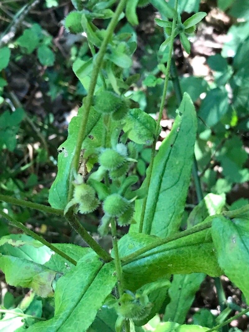 Cynoglossum germanicum fruit