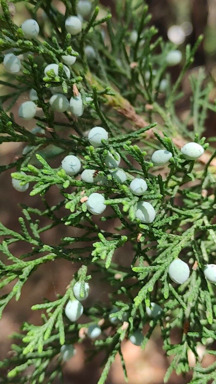 Juniperus bermudiana fruit