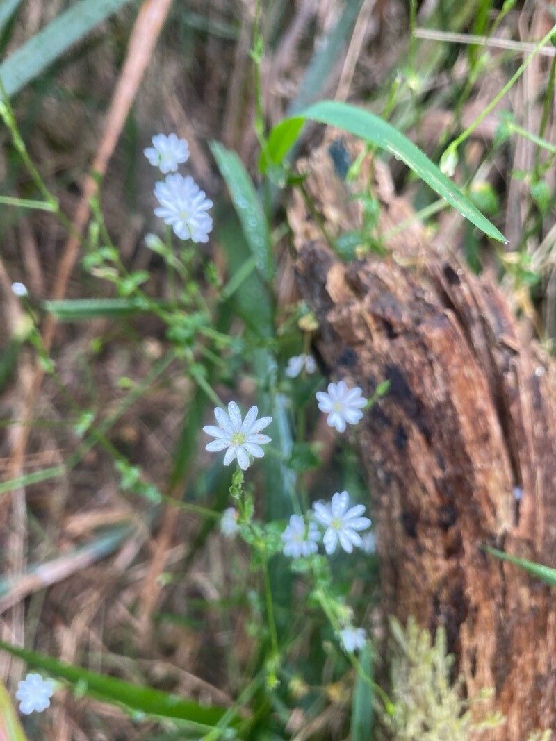 Stellaria flaccida flower