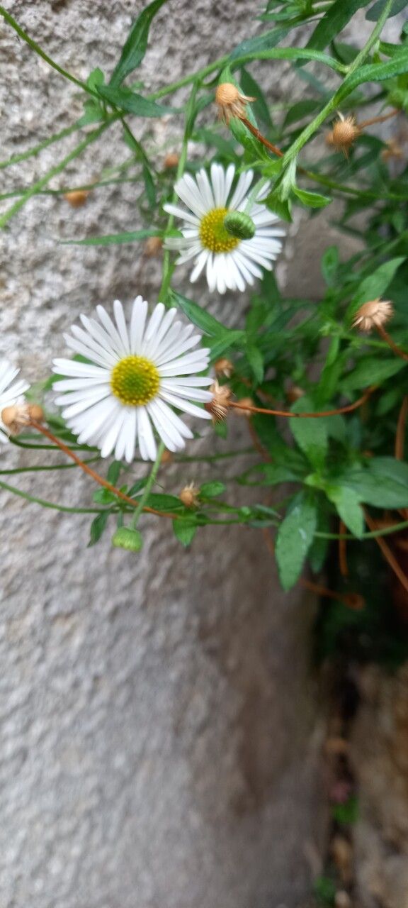 Erigeron karvinskianus flower