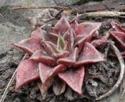Echeveria paniculata — houseplant care guide