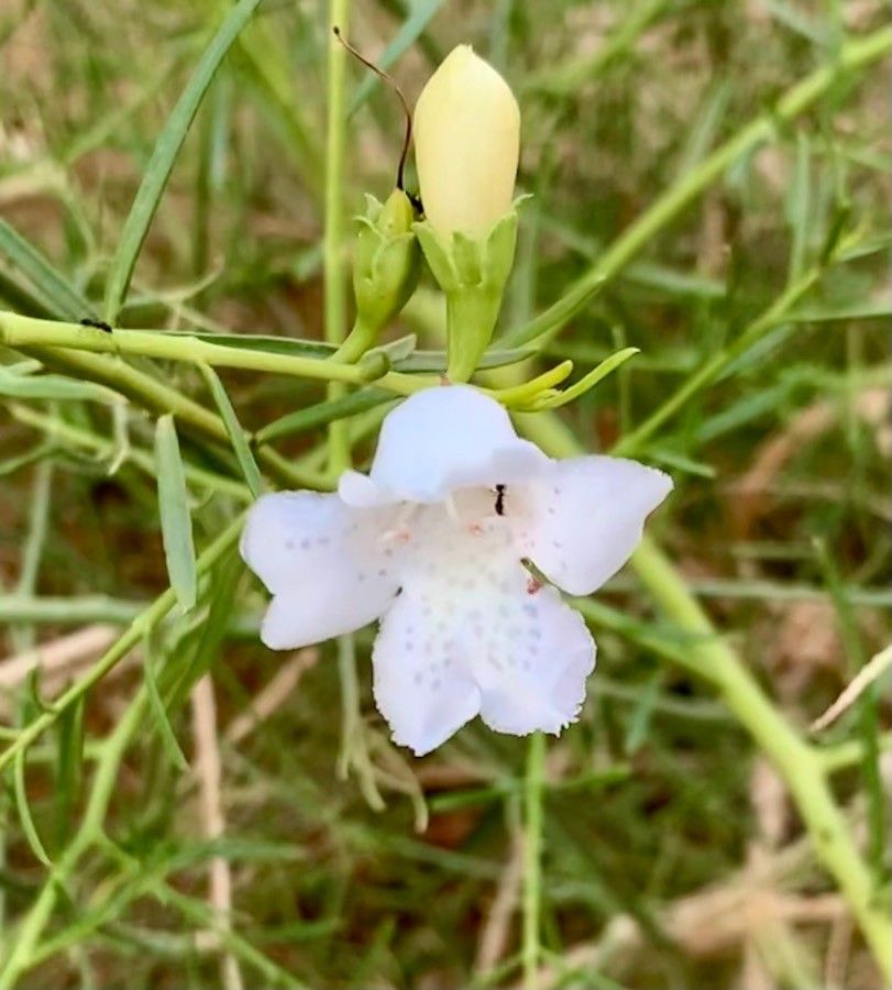 Eremophila bignoniflora flower