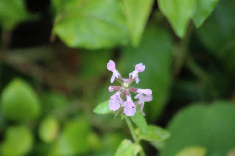 Stachys floridana flower