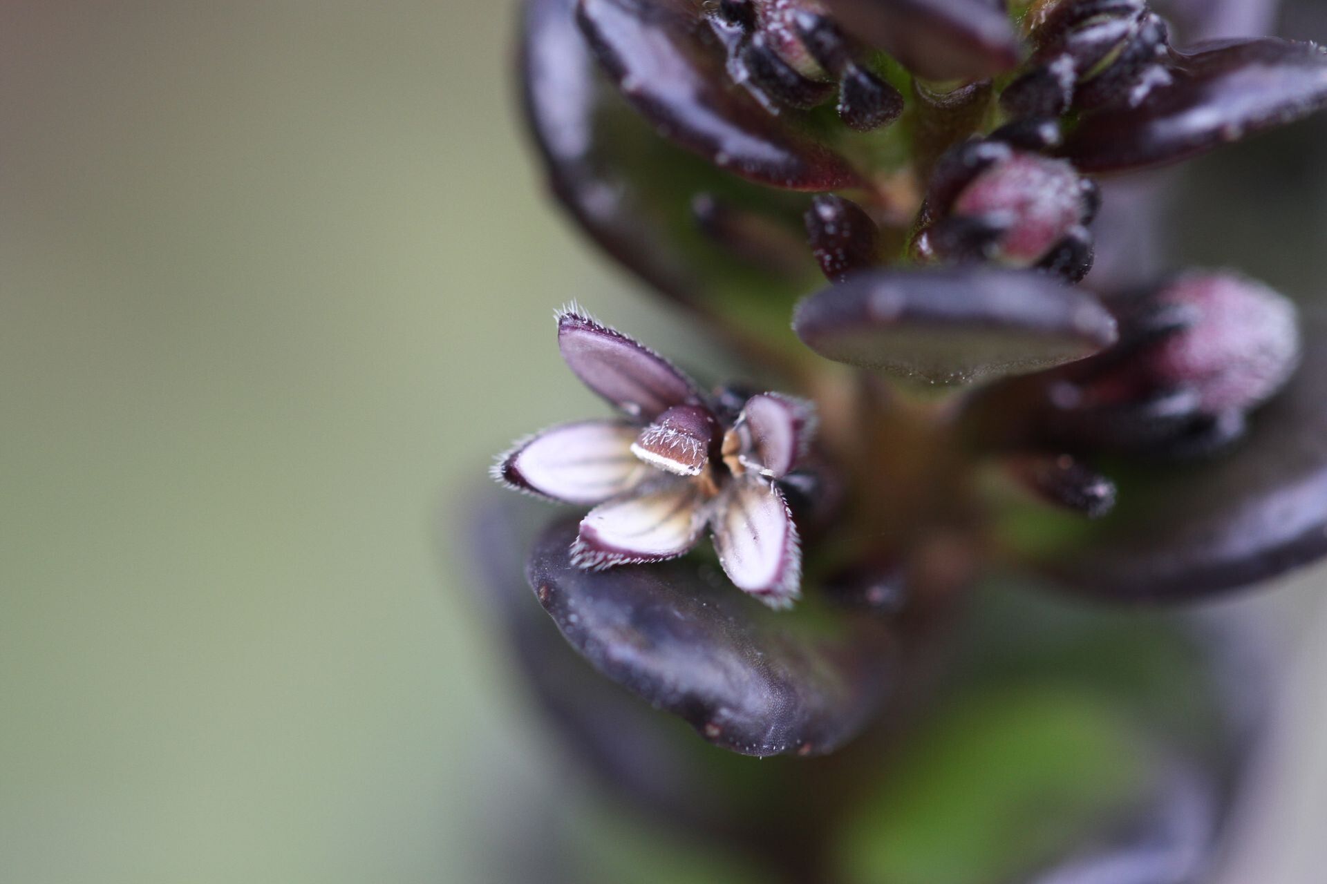 Scaevola racemigera flower