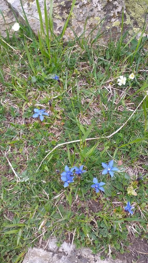 Gentiana brachyphylla bark