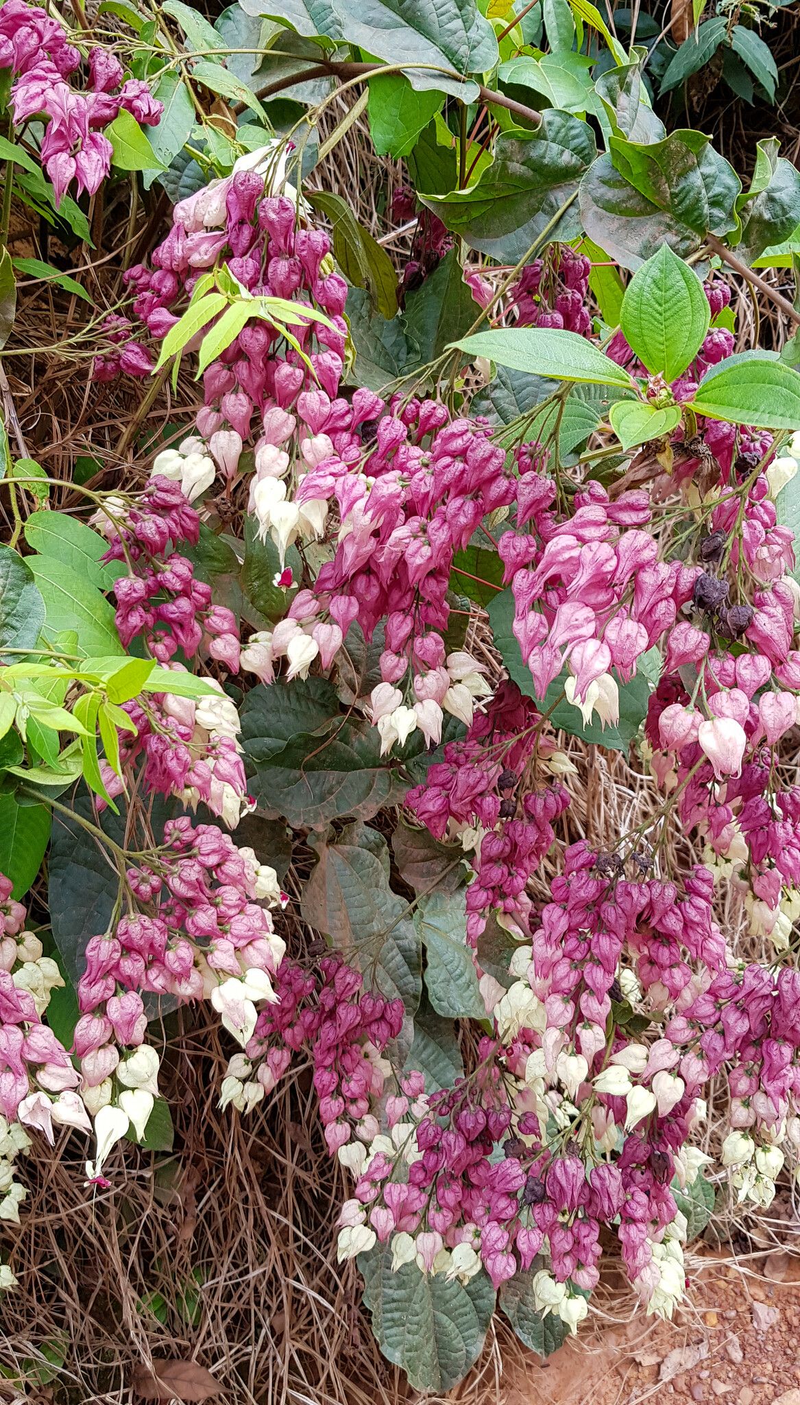 Clerodendrum fuscum — houseplant care guide