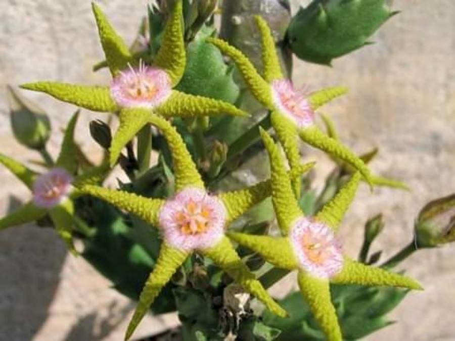 Stapelia flavopurpurea — search result for 'Namibia'