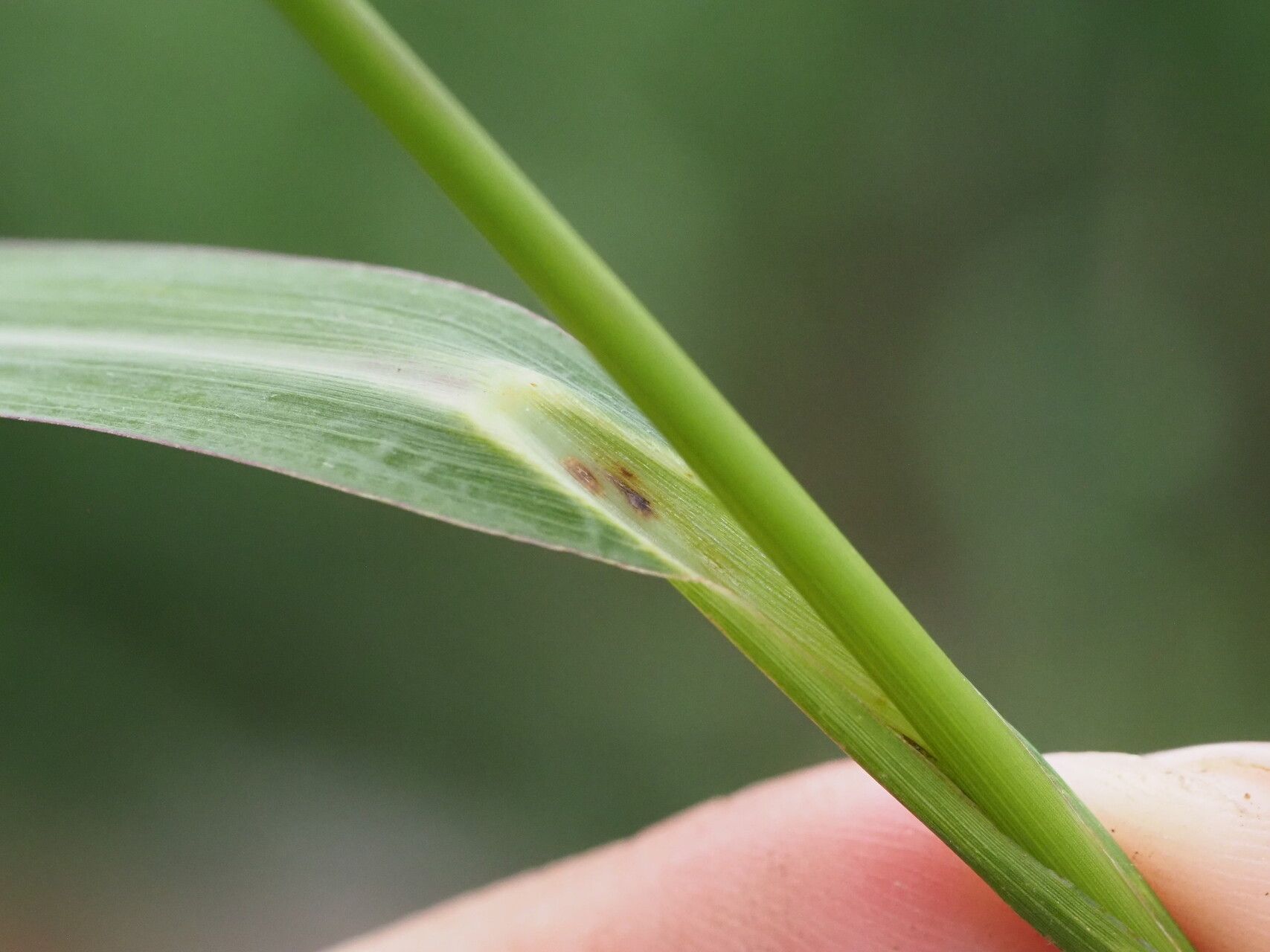 Echinochloa haploclada — houseplant care guide