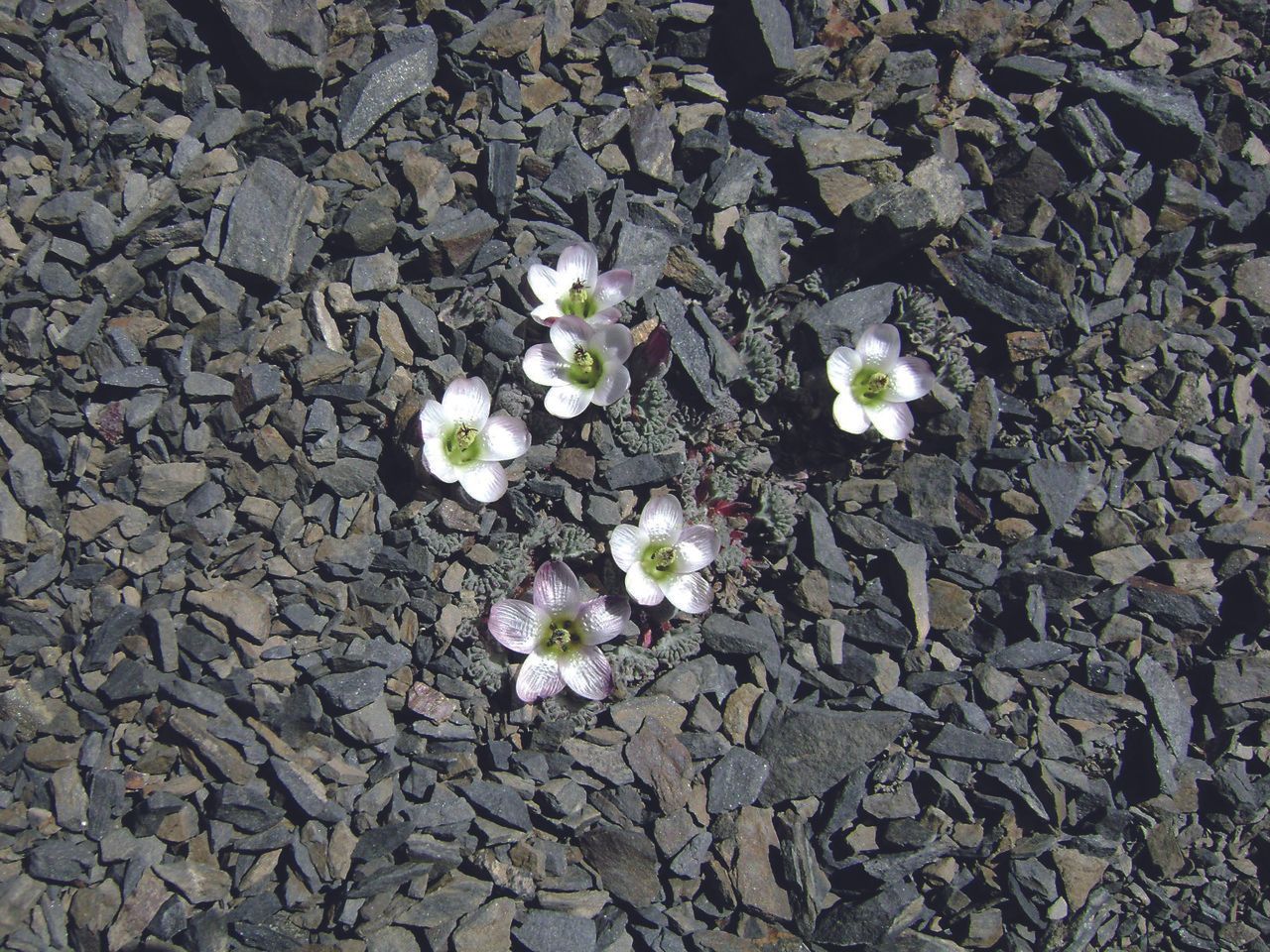 Nototriche obcuneata habit