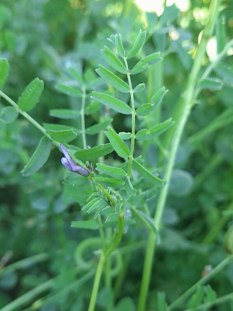 Astragalus crenatus leaf