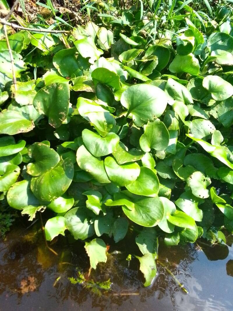 Hydrocharis chevalieri leaf
