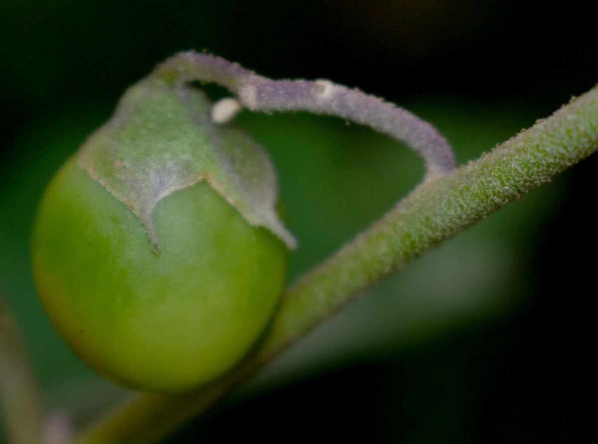 Solanum intonsum fruit