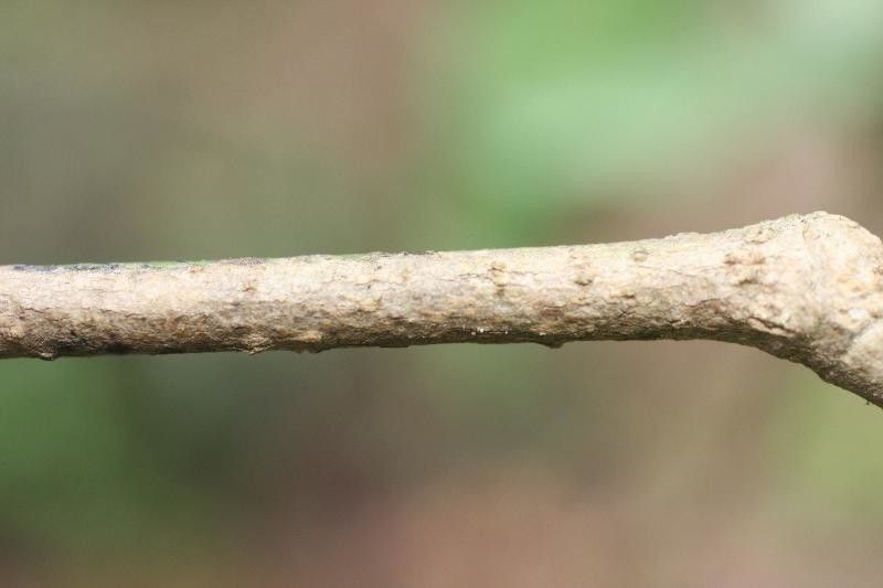 Brosimum rubescens other