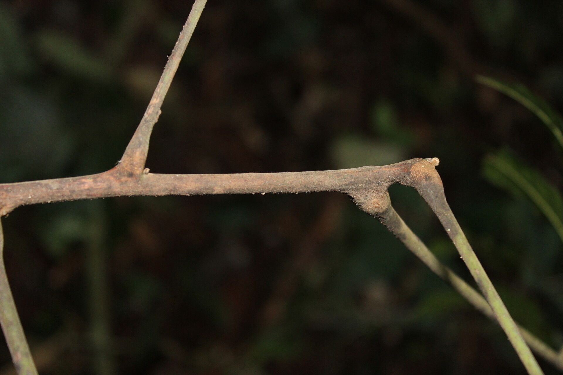 Leplaea thompsonii other