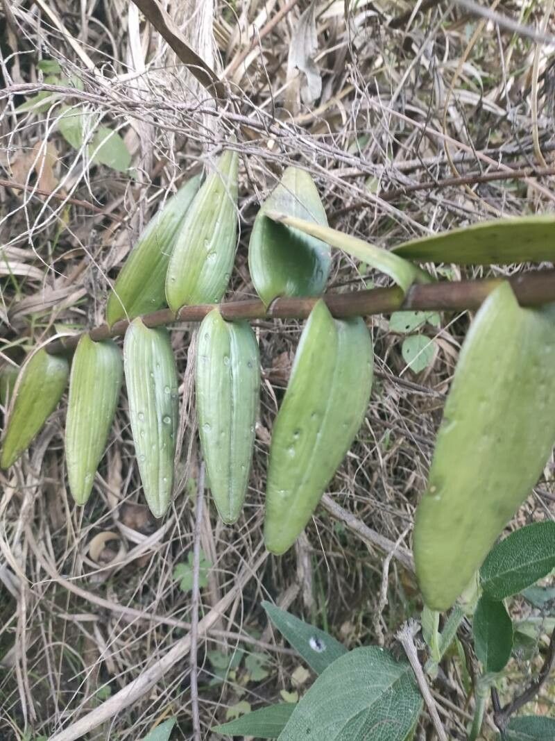 Epidendrum secundum — search result for 'Orchidaceae'