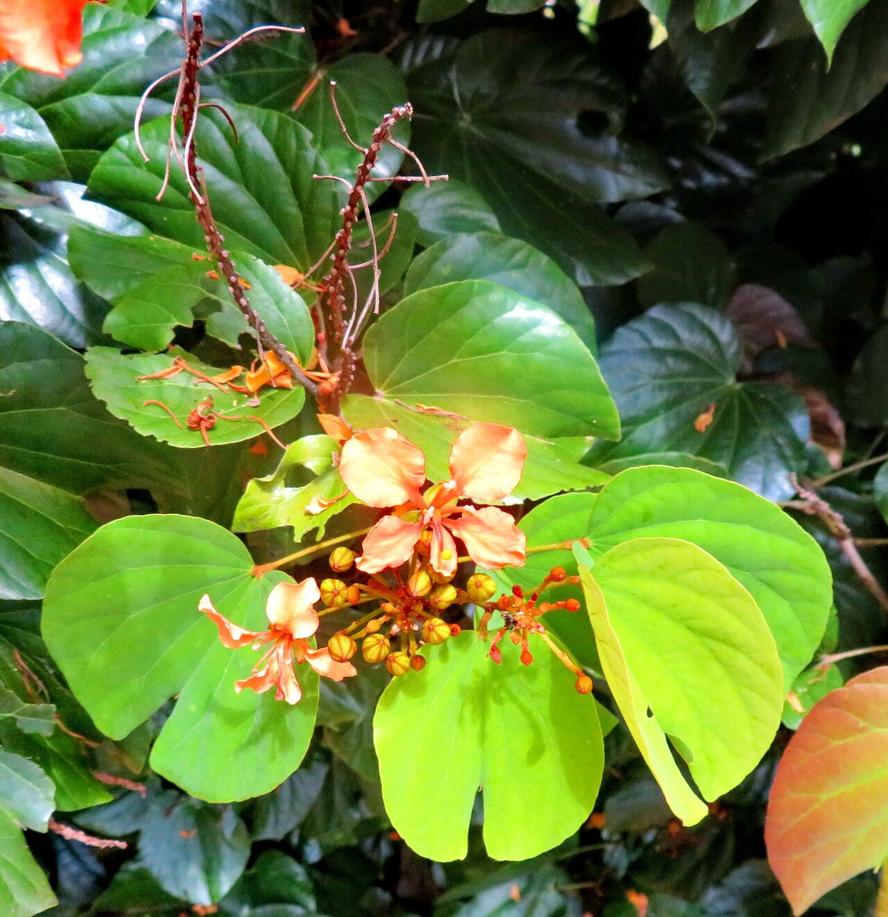 Phanera bidentata flower
