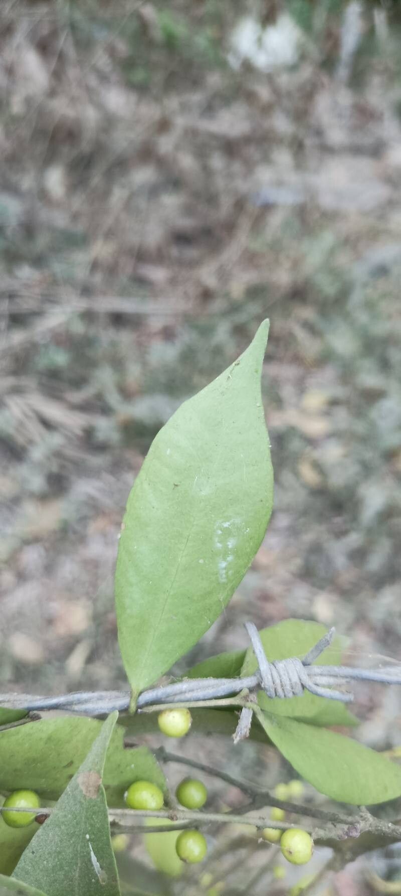 Eugenia acapulcensis