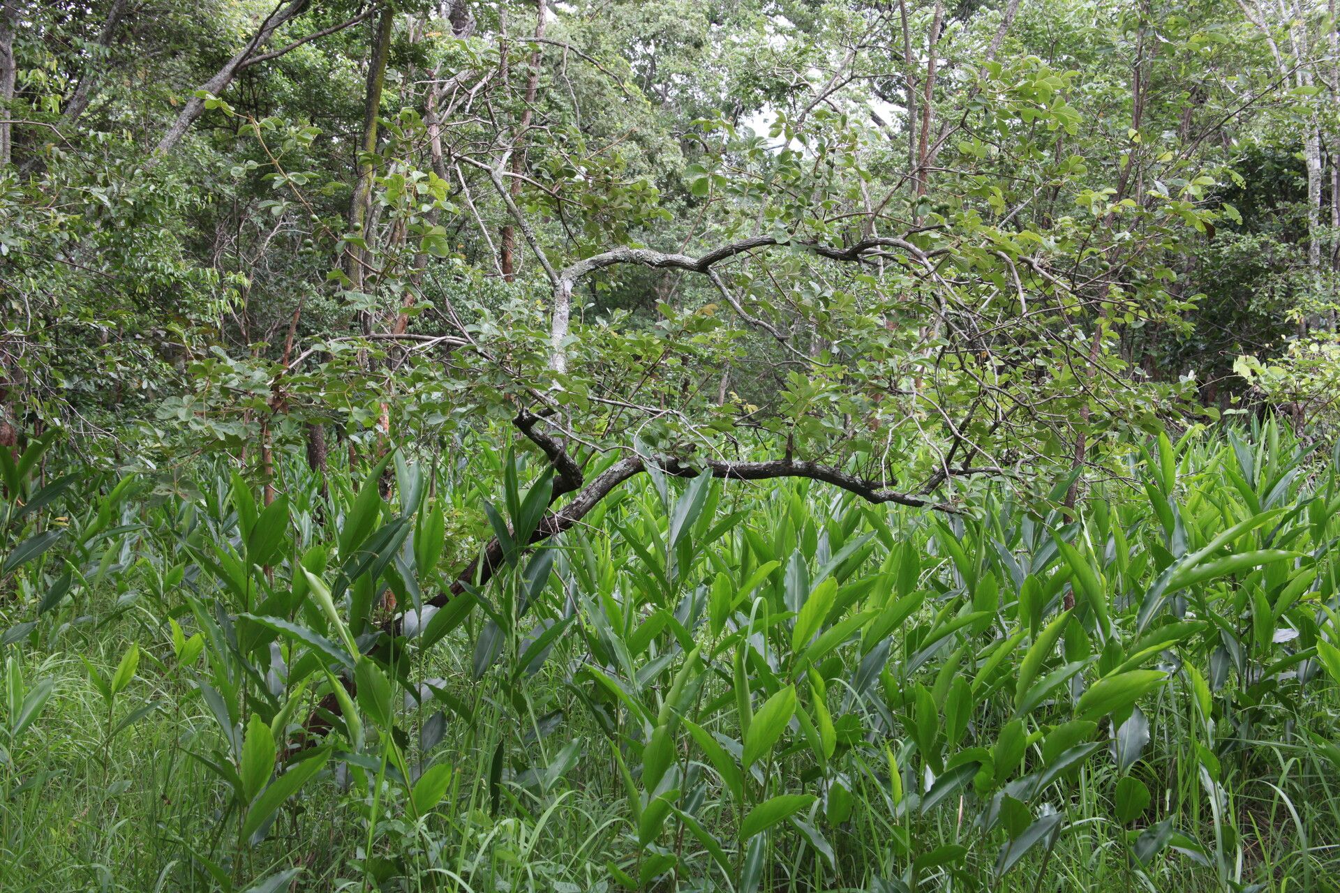 Vitex mombassae habit