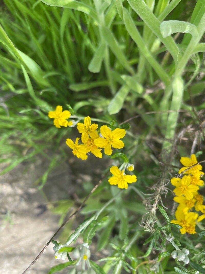 Eriophyllum latilobum — houseplant care guide