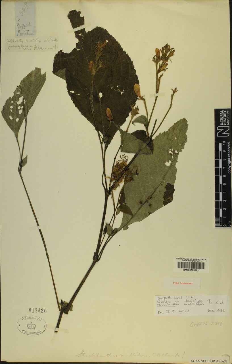 Strobilanthes multidens other