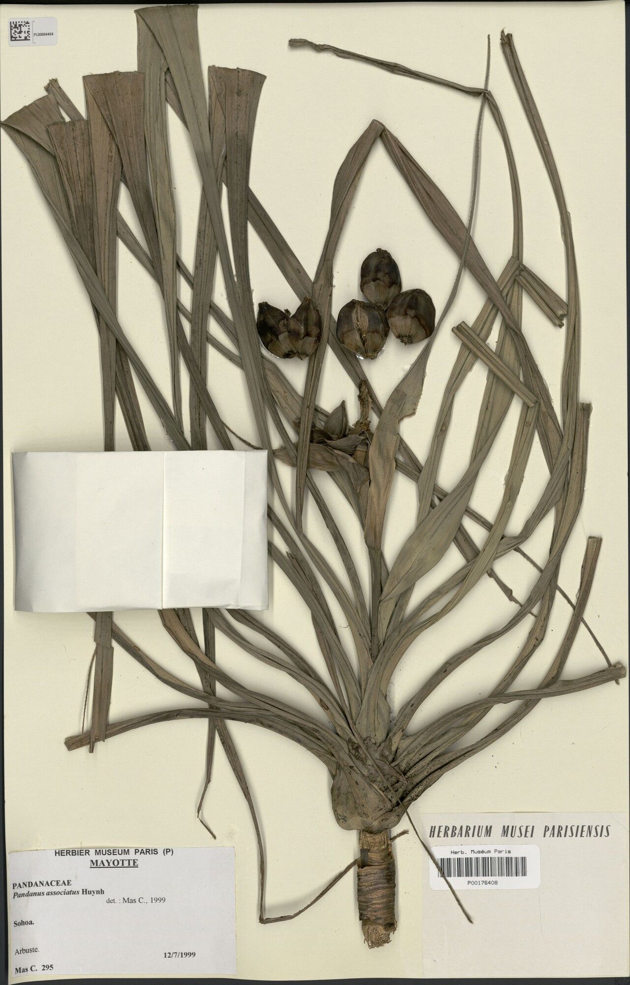 Pandanus associatus — houseplant care guide