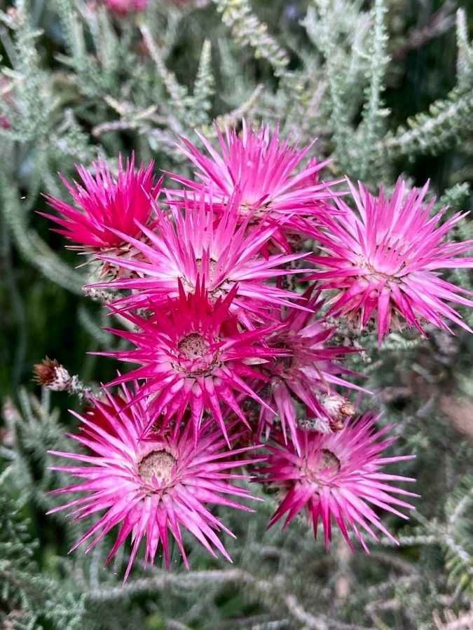 Phaenocoma prolifera — houseplant care guide