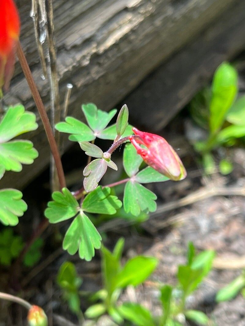 Aquilegia elegantula — search result for 'Aquilegia'